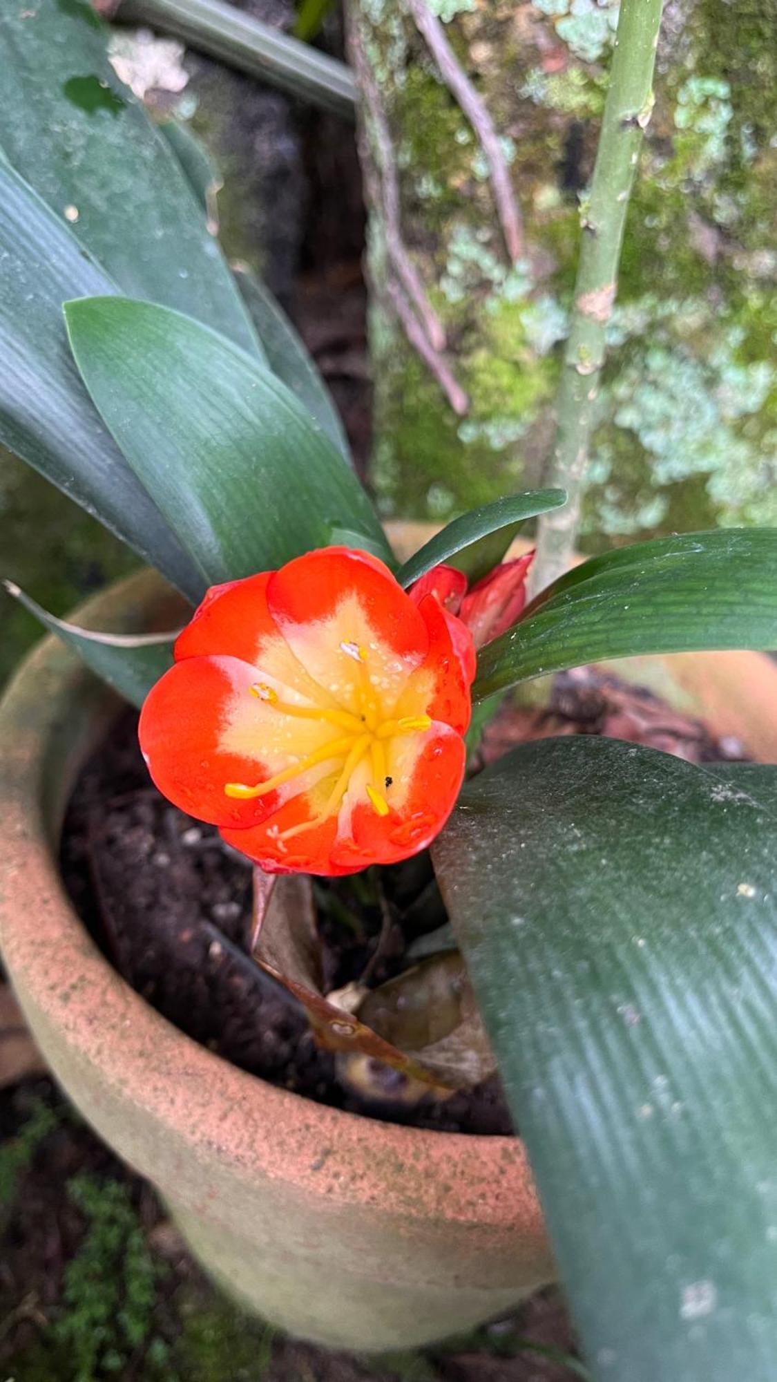 Jardim Secreto - Itaipava