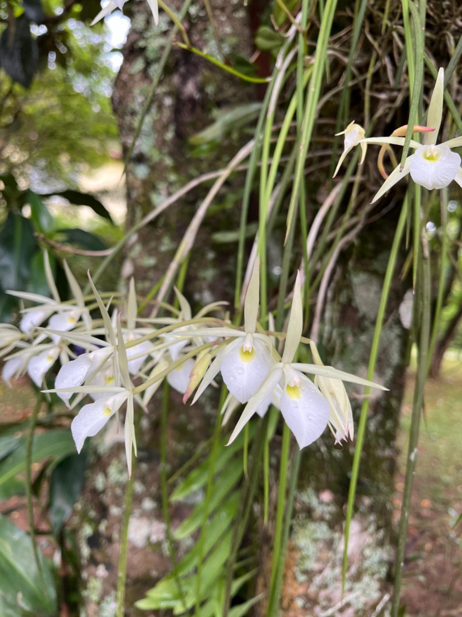 Jardim Secreto - Itaipava Petropolis (Rio de Janeiro)